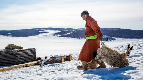 A Mongolian herder drags two recently perished sheep behind his home in Khuvsgul province, Mongolia during a period of extreme cold in 2017