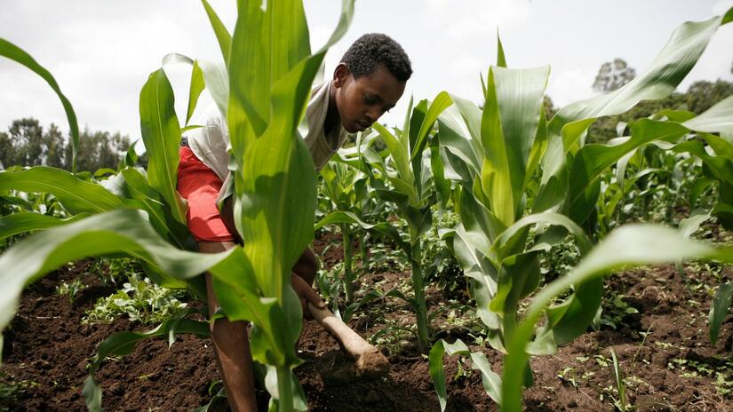 Un homme travaille son champ de maïs dans un village du sud de l'Éthiopie, où certains agriculteurs ont commencé à se protéger contre les phénomènes météorologiques extrêmes grâce à une "assurance indicielle" qui verse des indemnités en fonction de prévisions telles que le niveau des précipitations.