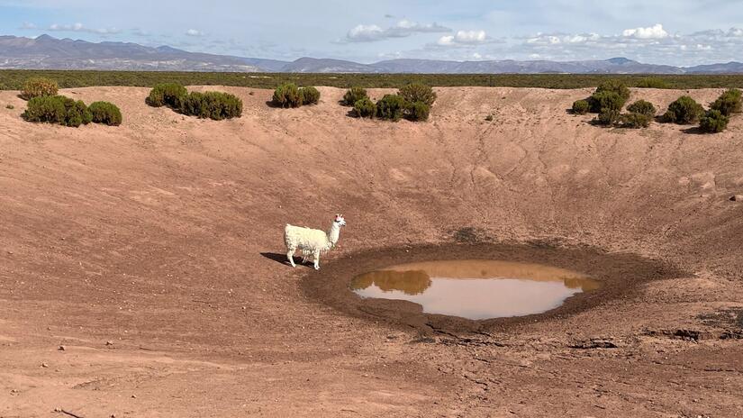 Lone llama looks at what's left of a water hole that has shrunk to little more than a puddle due to unprecedented drought in Bolivia.
