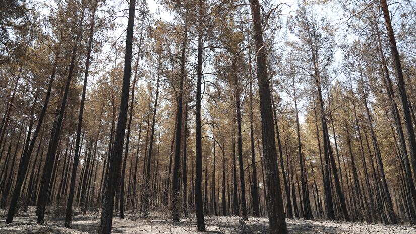 Une forêt brûlée par un incendie de forêt en Turquie, l'un des nombreux incendies récents au cours desquels le Croissant-Rouge turc a fourni une aide d'urgence alors que la population souffrait de températures élevées pendant plusieurs jours.