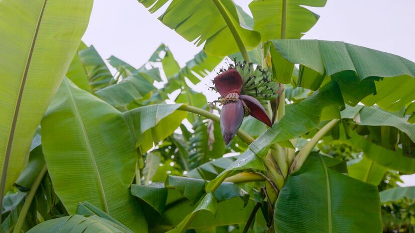 A banana flower was chosen by the community to be buried, symbolising the loss of Samuel's unborn child.