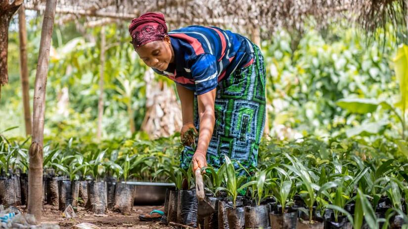 A woman tends of one of the thousands of seedlines under her care as part of the  Sierra Leone Red Cross’s Tree Planting and Care Project. She is one of 52 dedicated women Tree Planting and Care Champions taking part in the project.